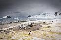 133 Antarctica, Danco Island, ezelspinguins